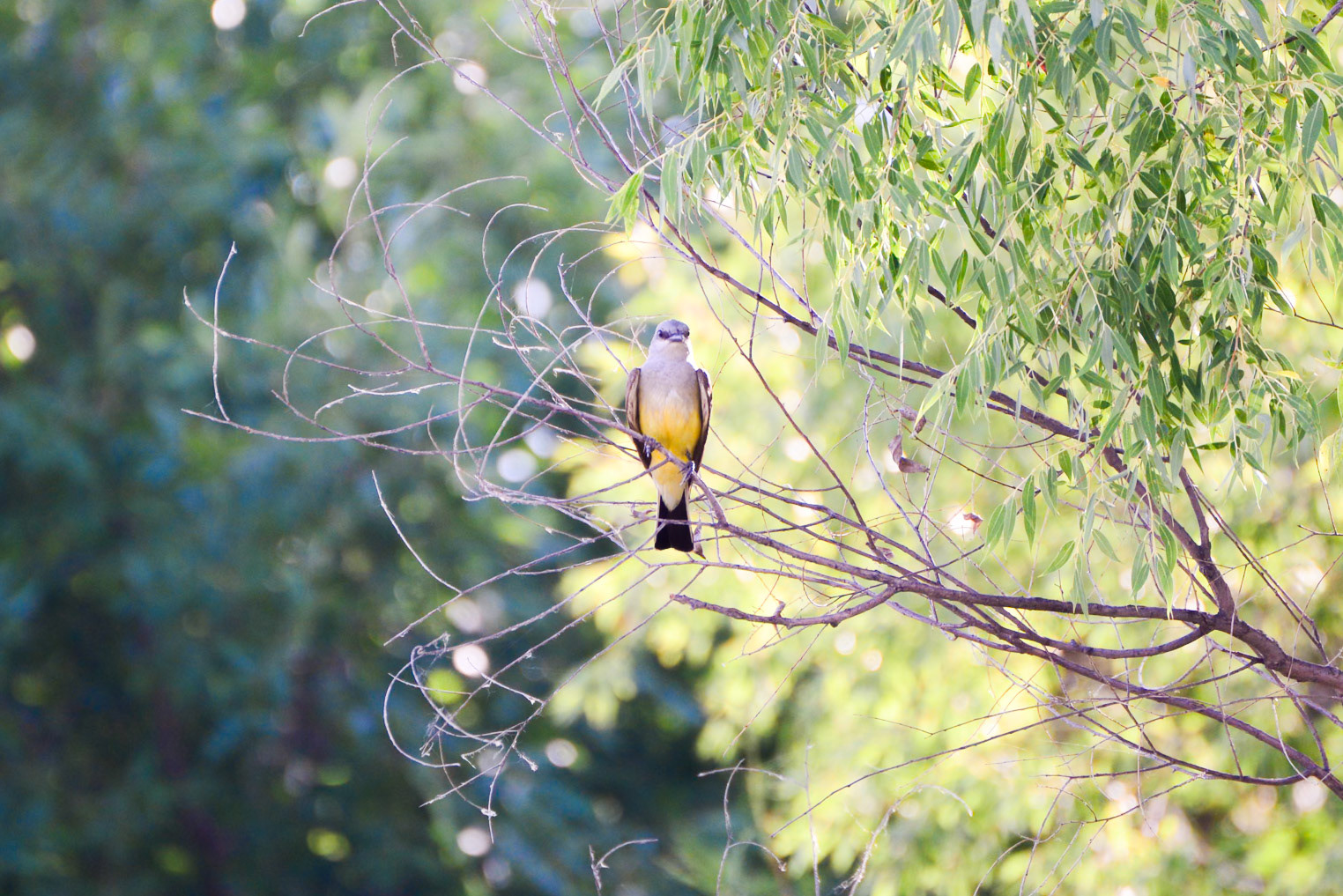 Western Kingbird