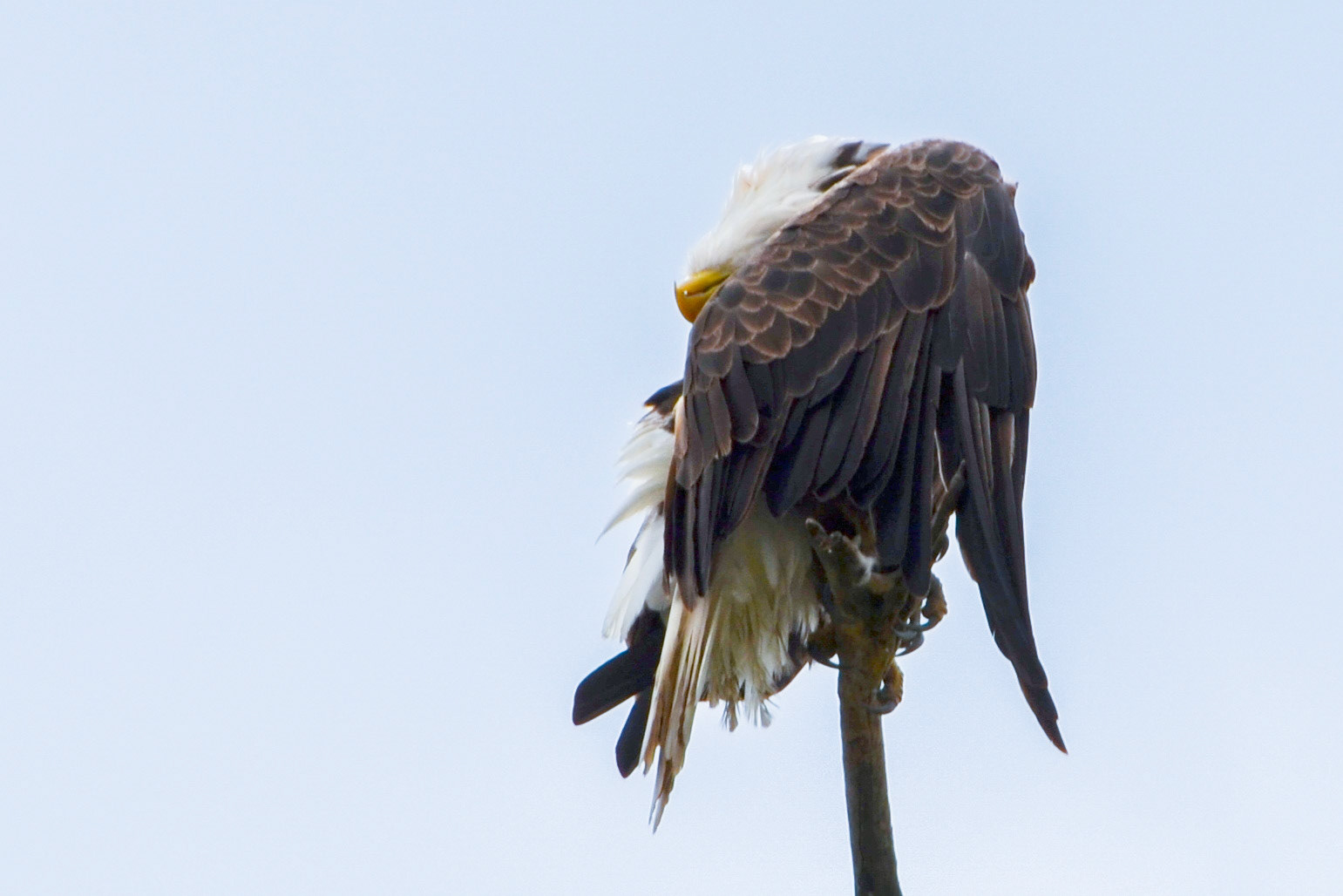 Bald Eagle