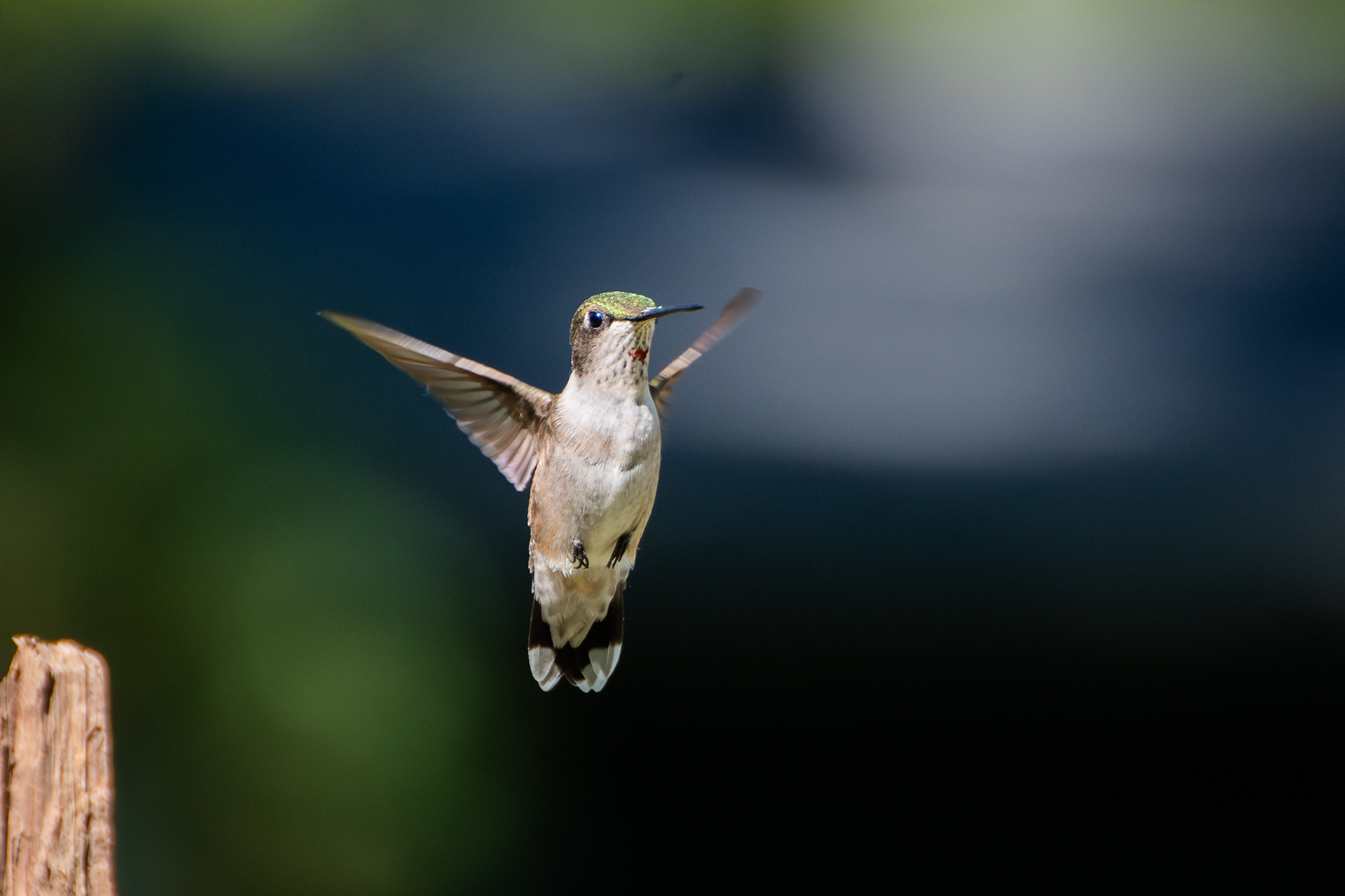 Ruby-throated Hummingbird