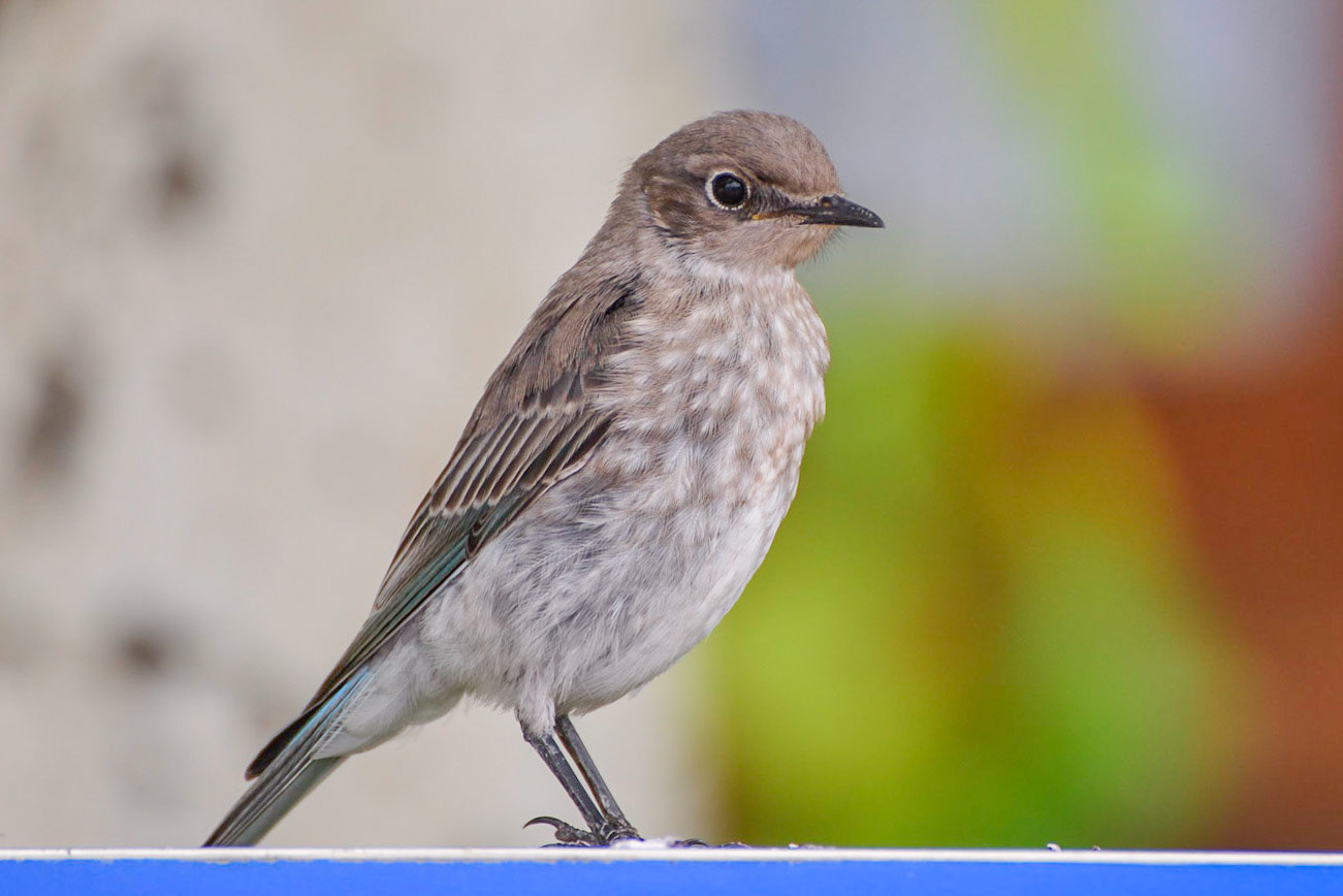 Mountain Bluebird