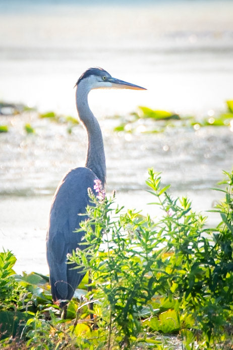 Great Blue Heron