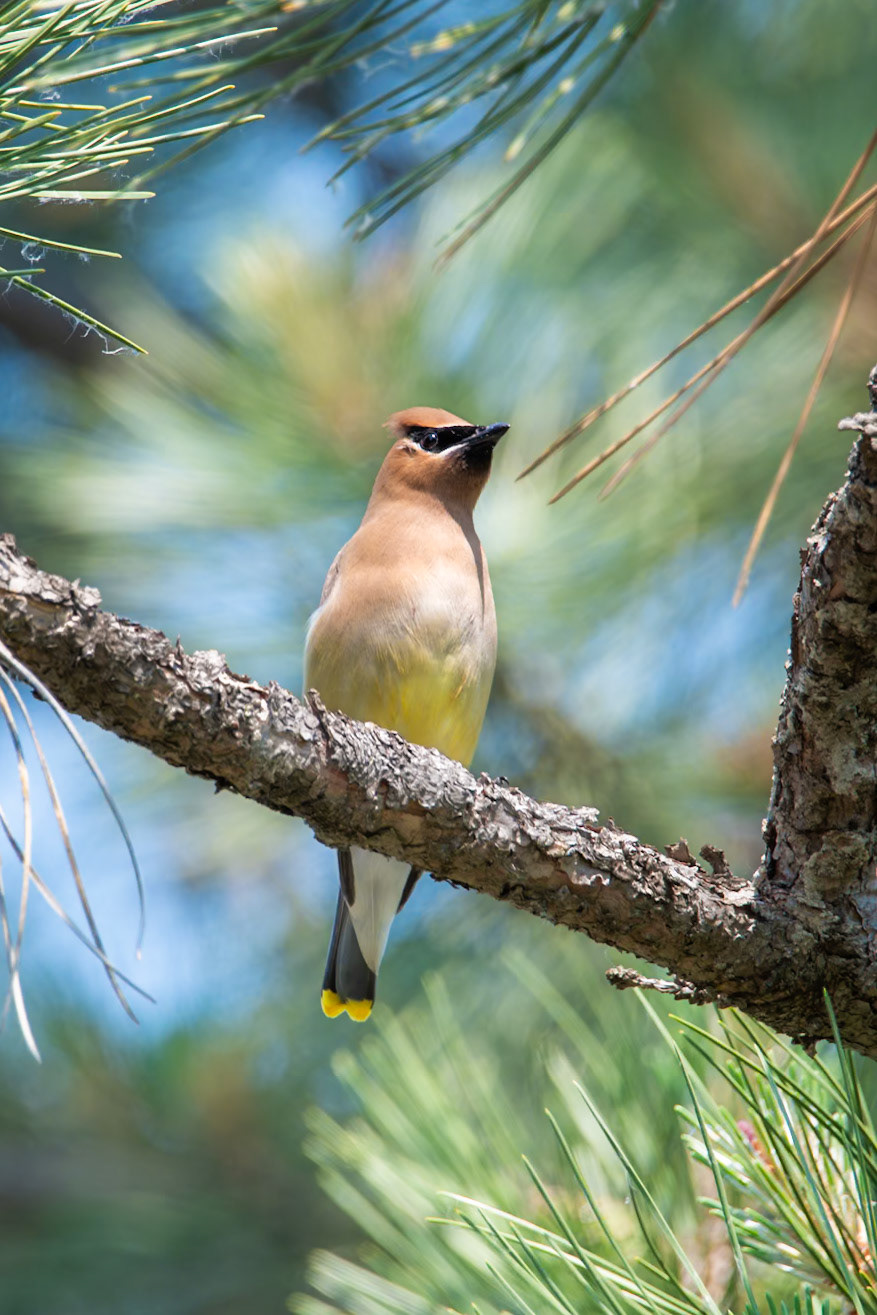 Cedar Waxwing