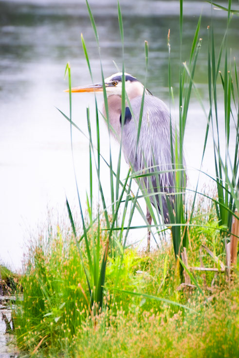 Great Blue Heron