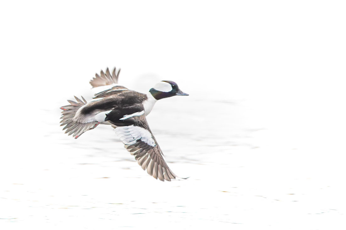 Bufflehead