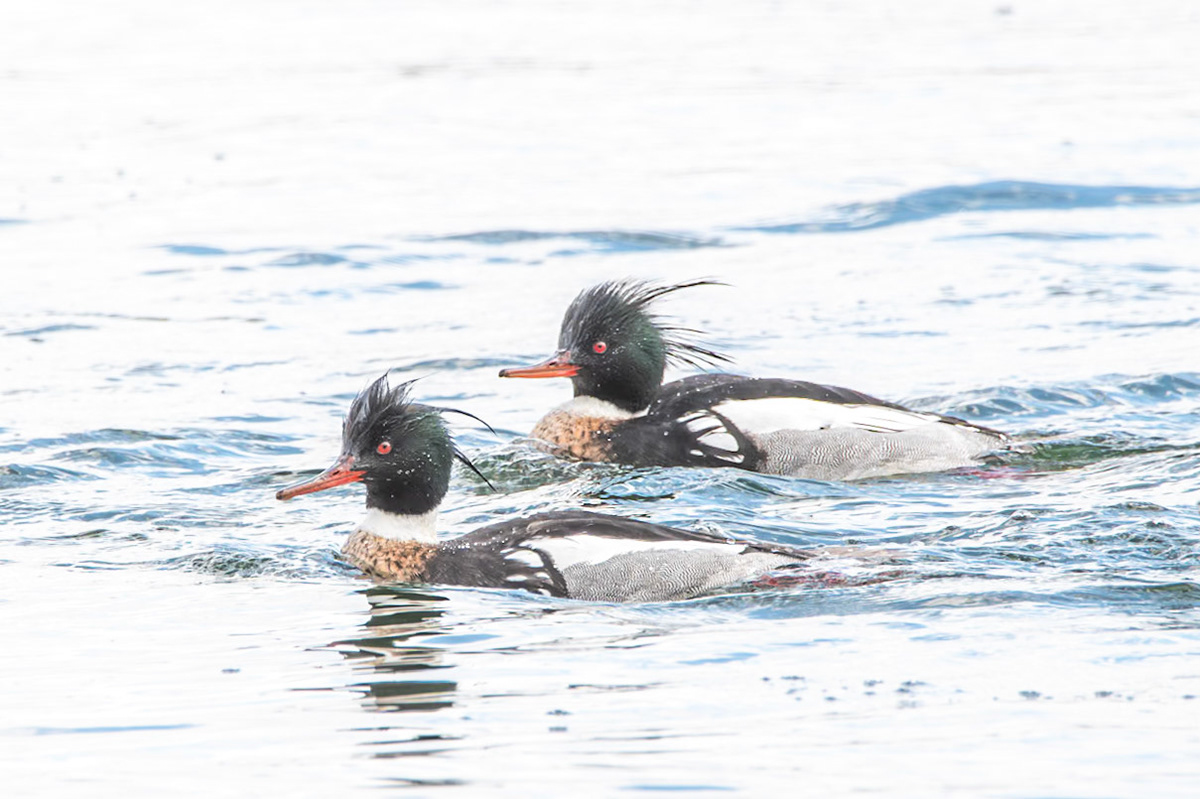 Red-Breasted Merganser