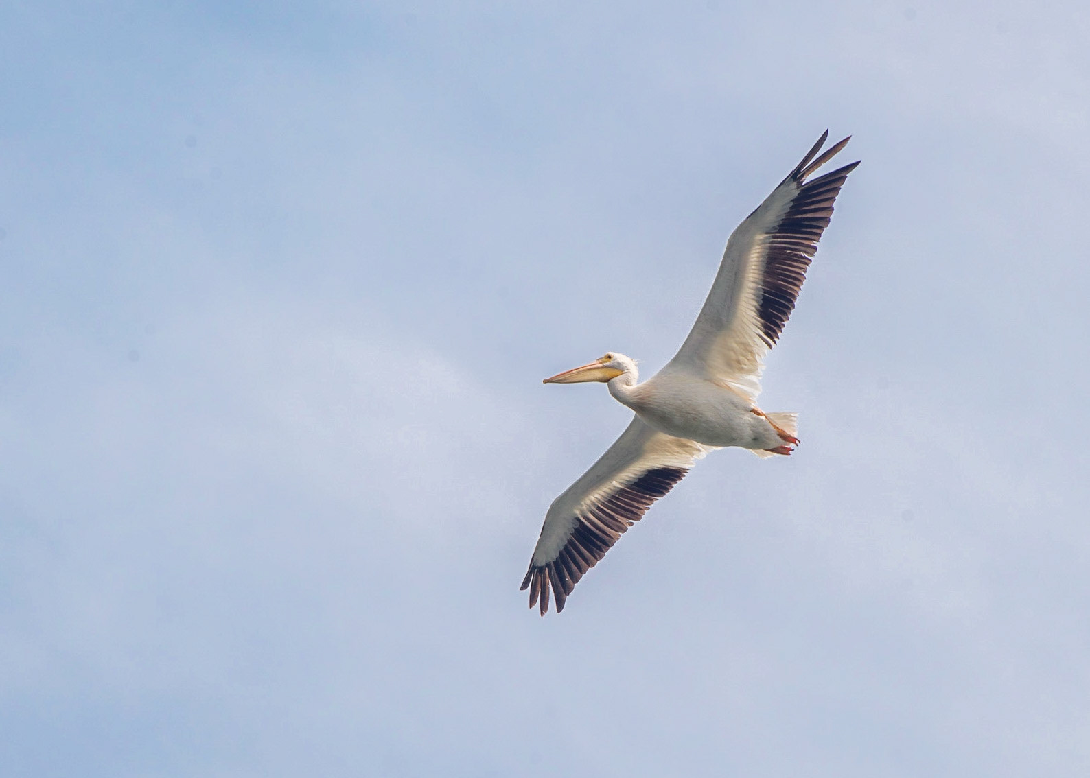 American Pelican