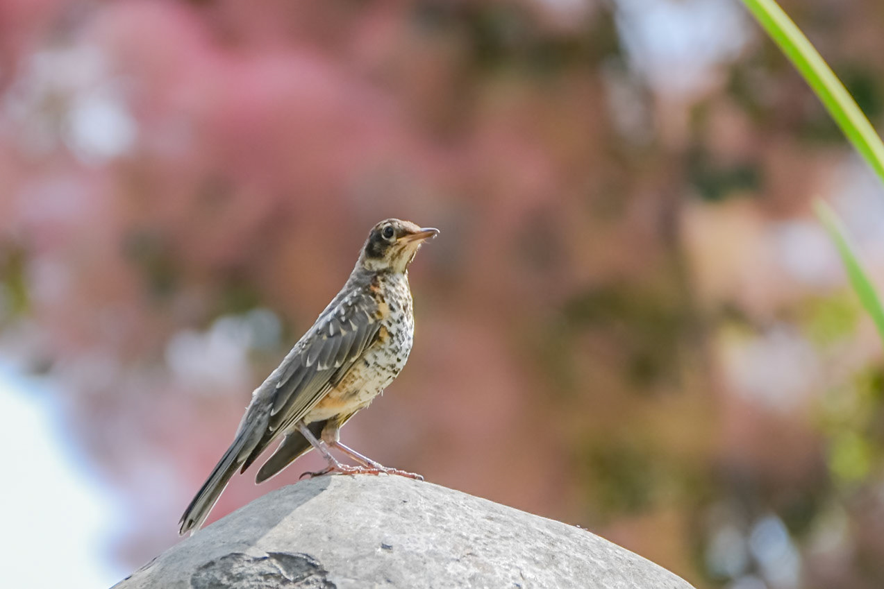 American Robin