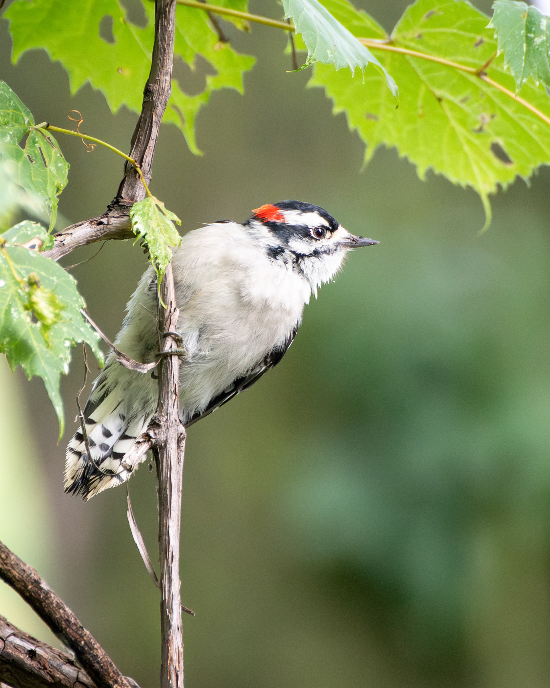 Downy Woodpecker