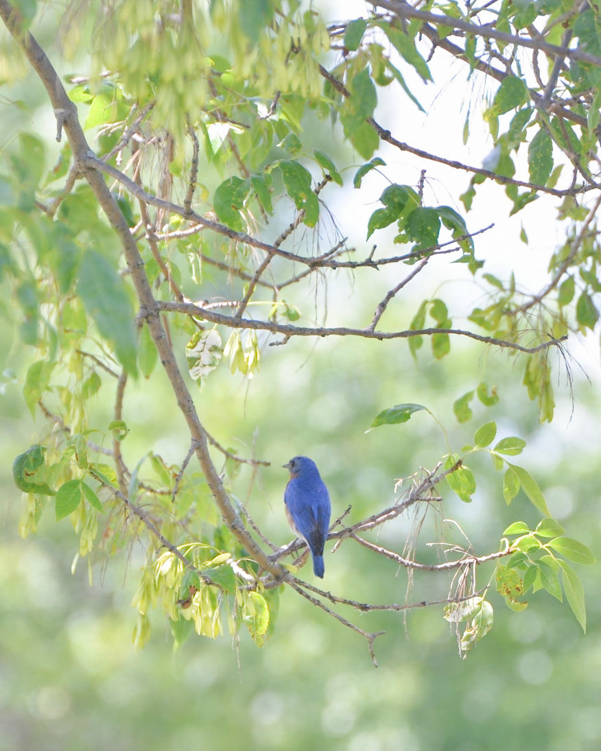 Eastern Bluebird