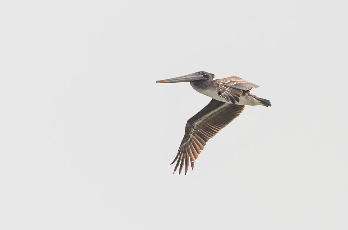 Brown Pelican