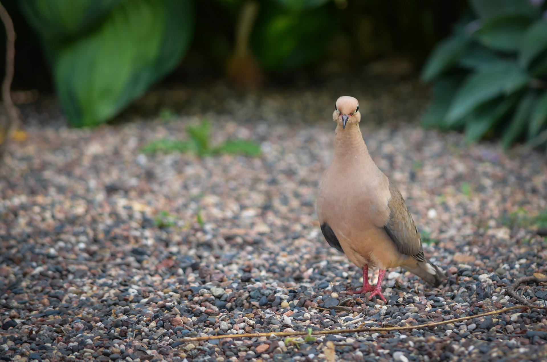 Mourning Dove
