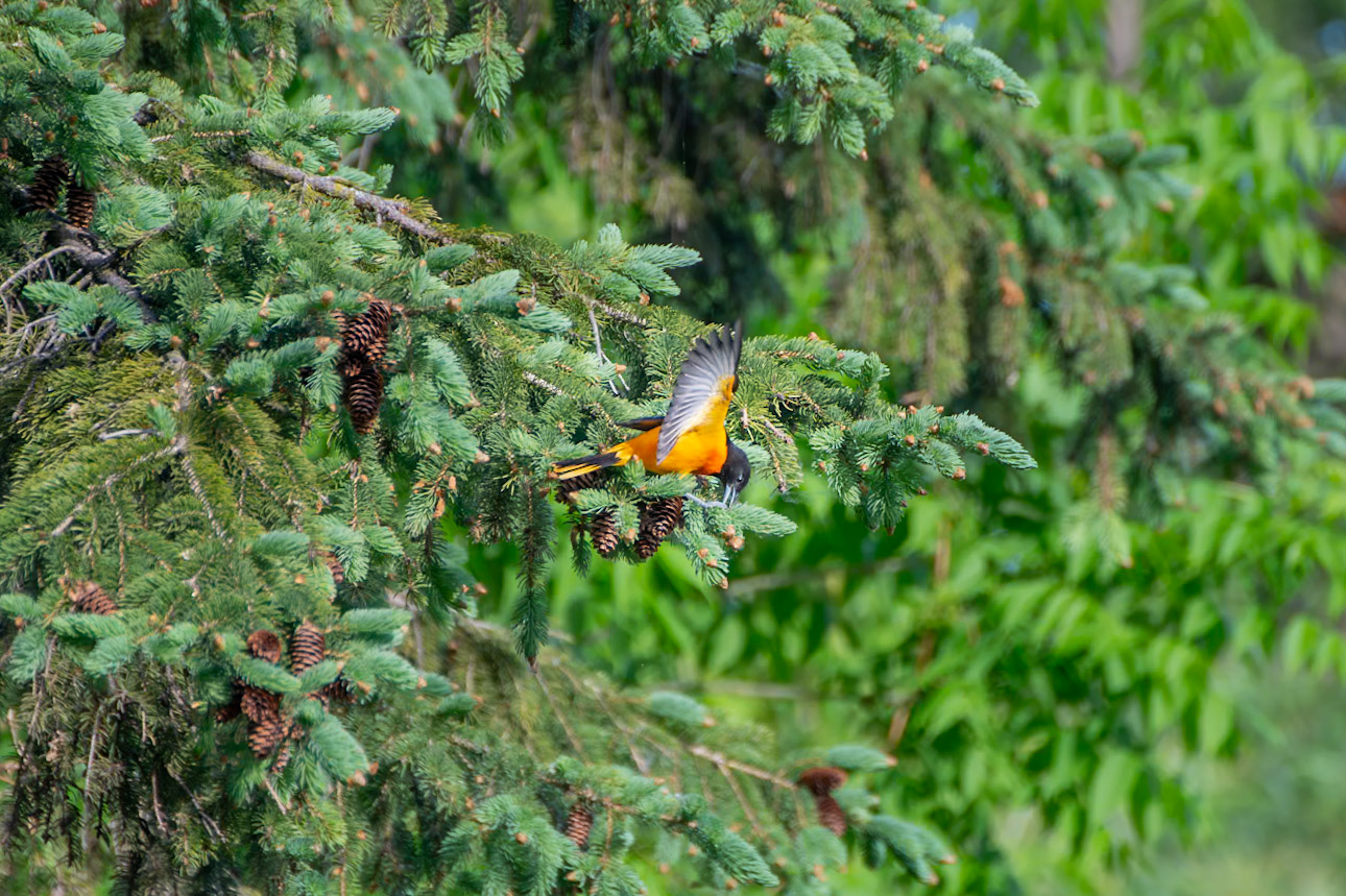 Baltimore Oriole