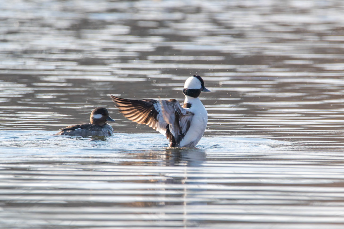 Bufflehead