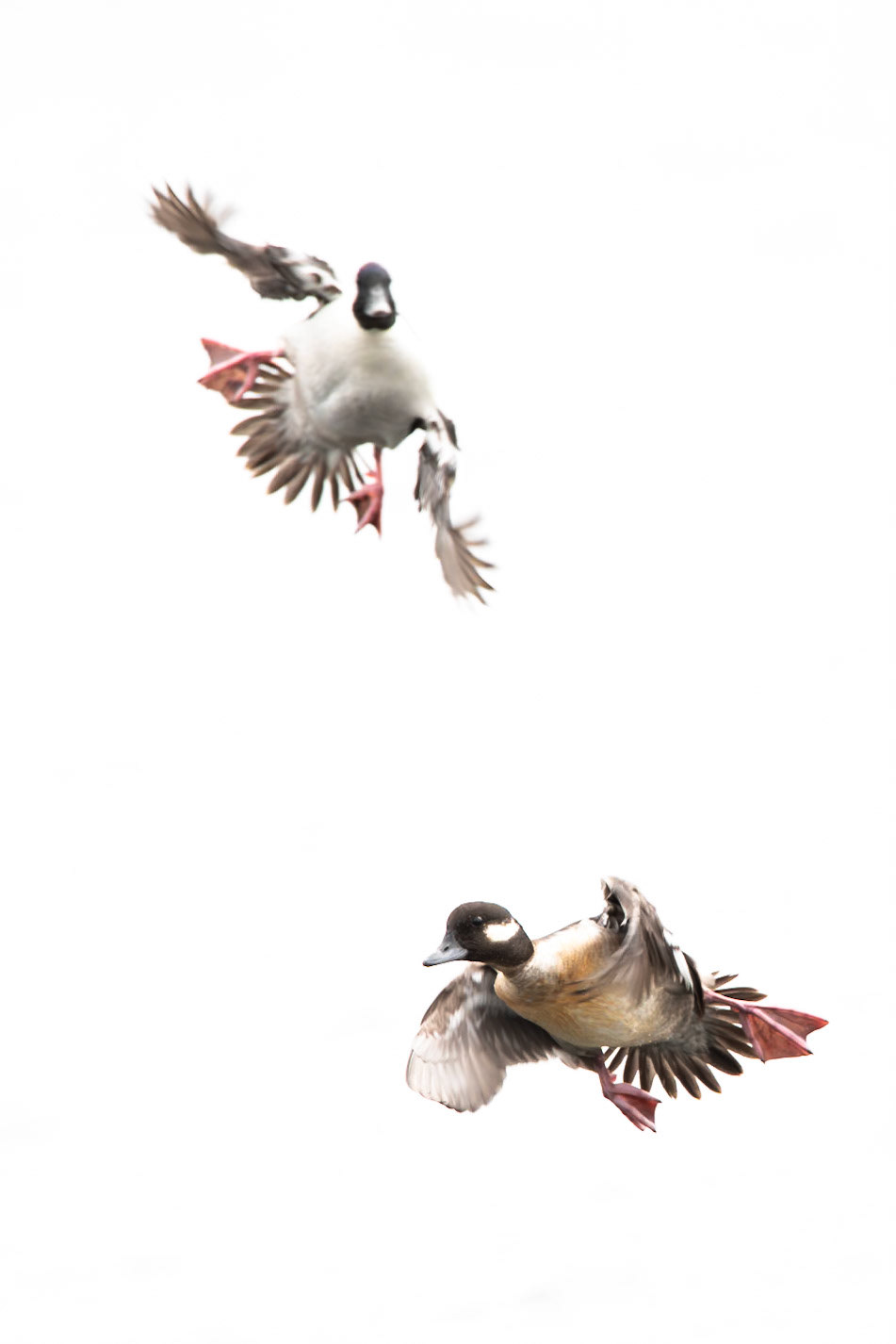 Bufflehead
