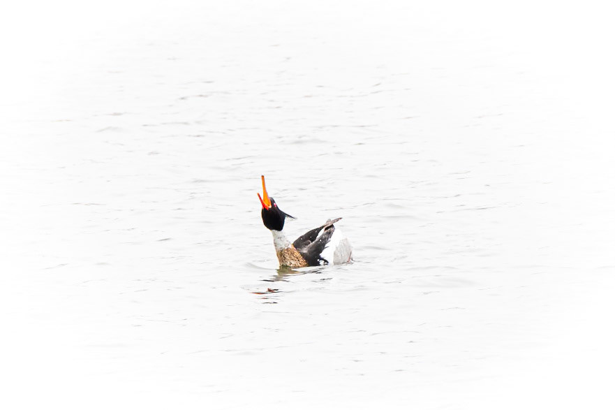 Red-Breasted Merganser