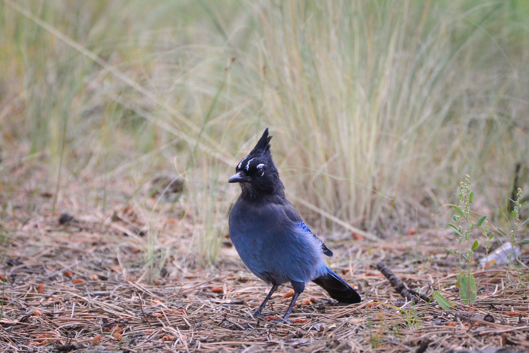 Stellars Jay