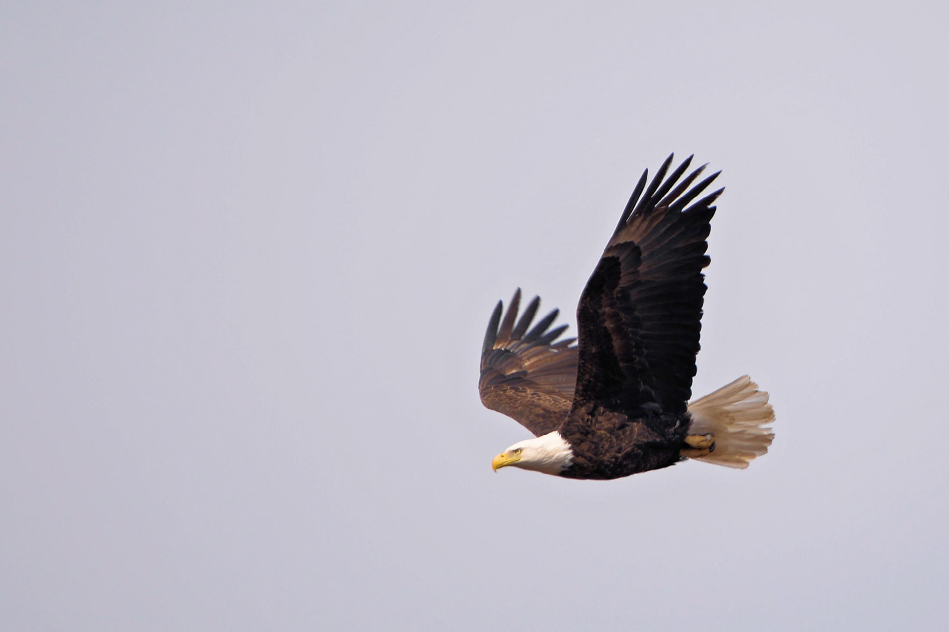 Bald Eagle