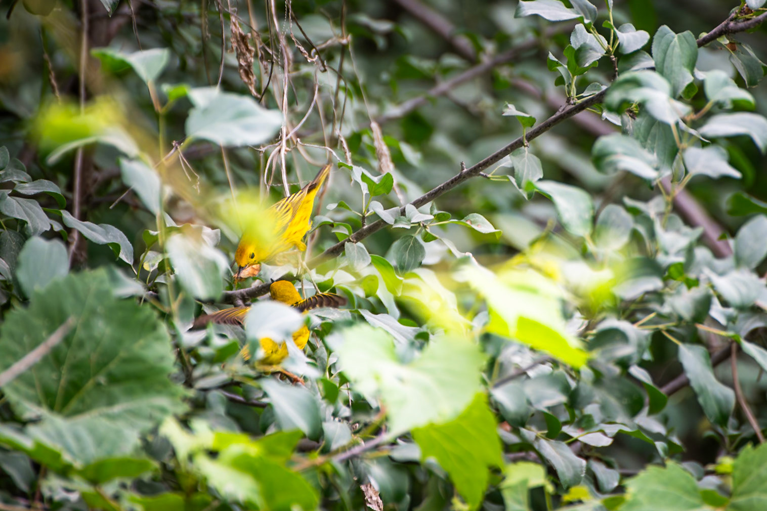 Yellow Warbler