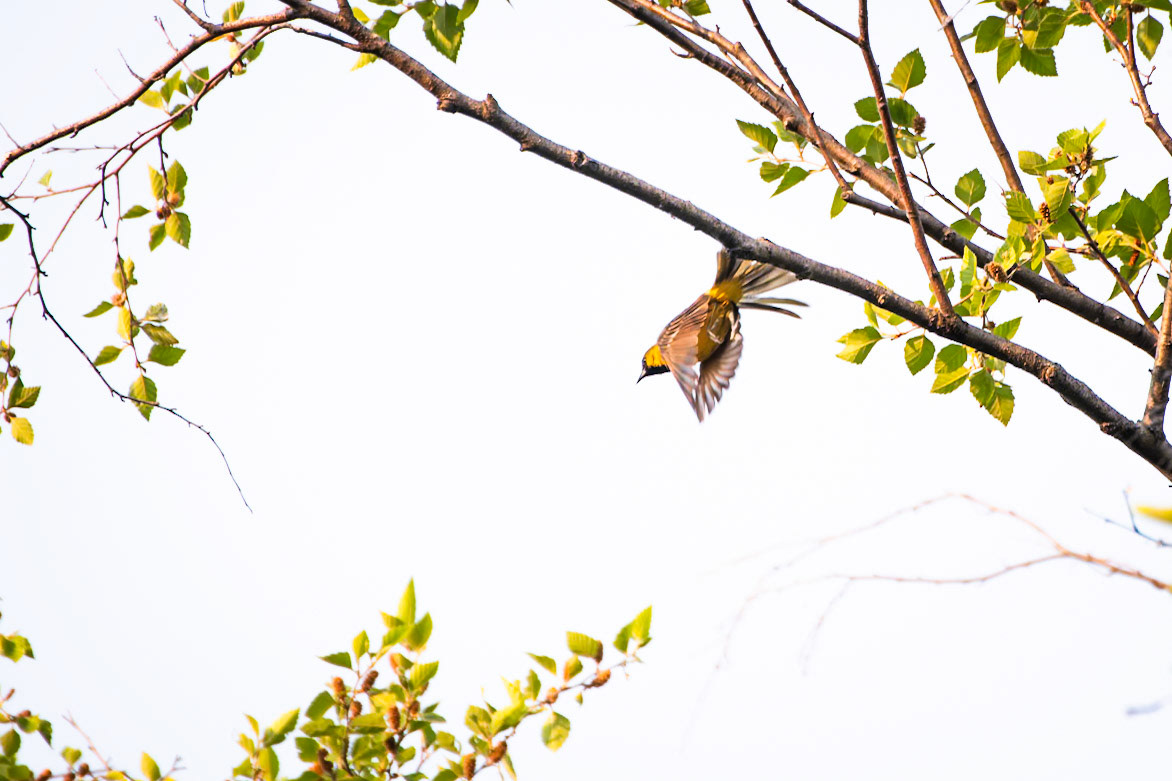 Orchard Oriole