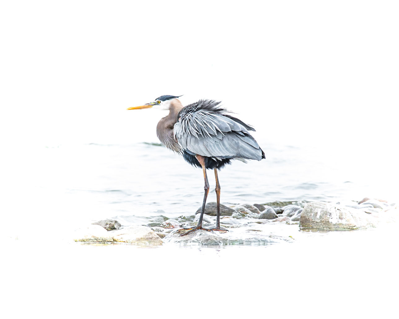 Great Blue Heron