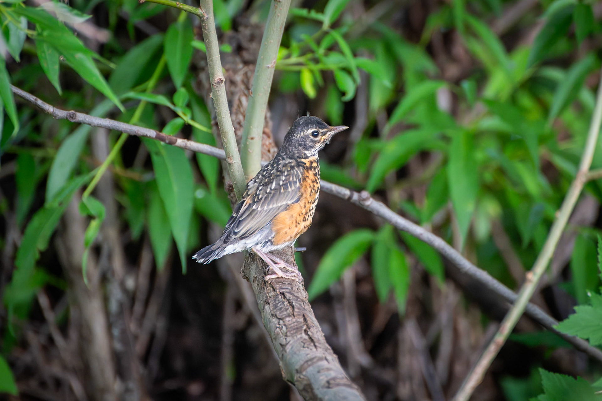 American Robin