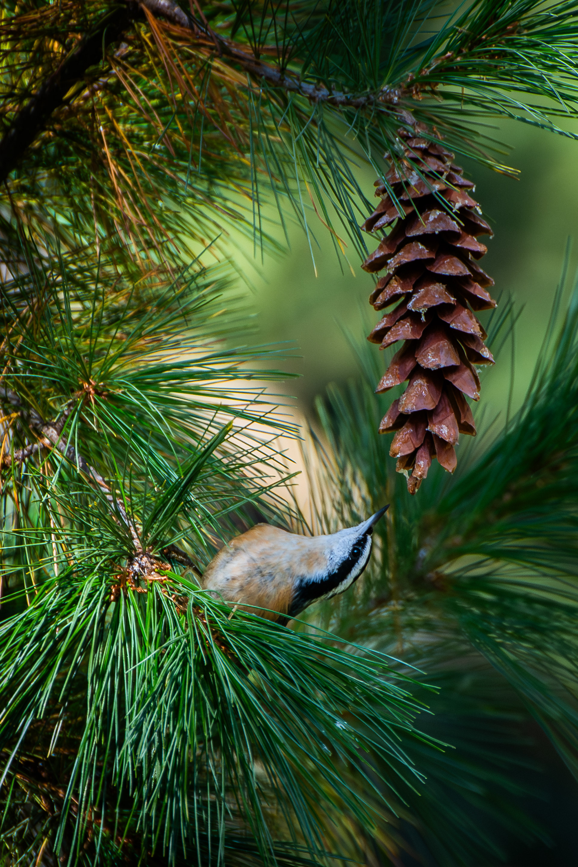 Red Breasted Nuthatch