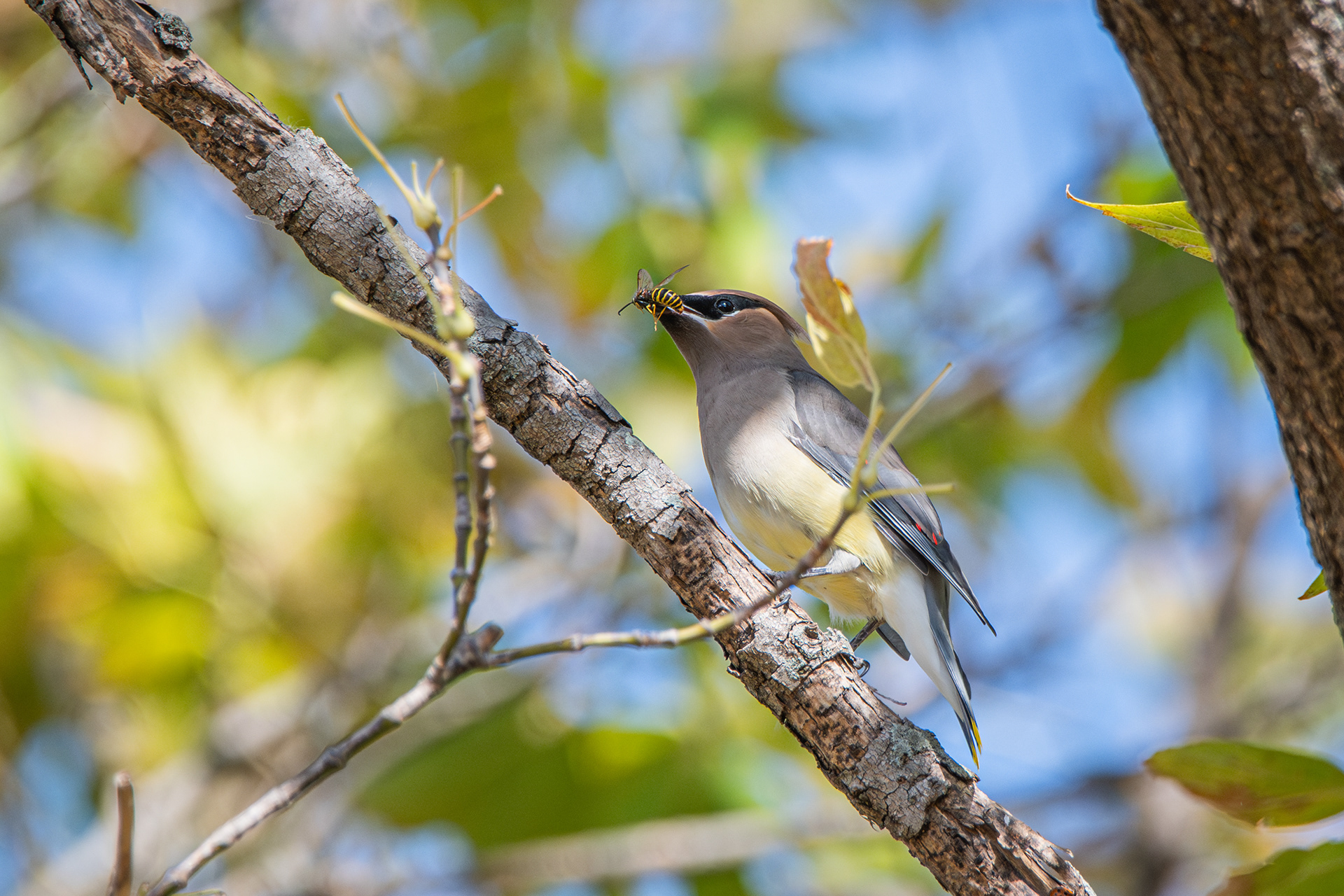 Cedar Waxwing