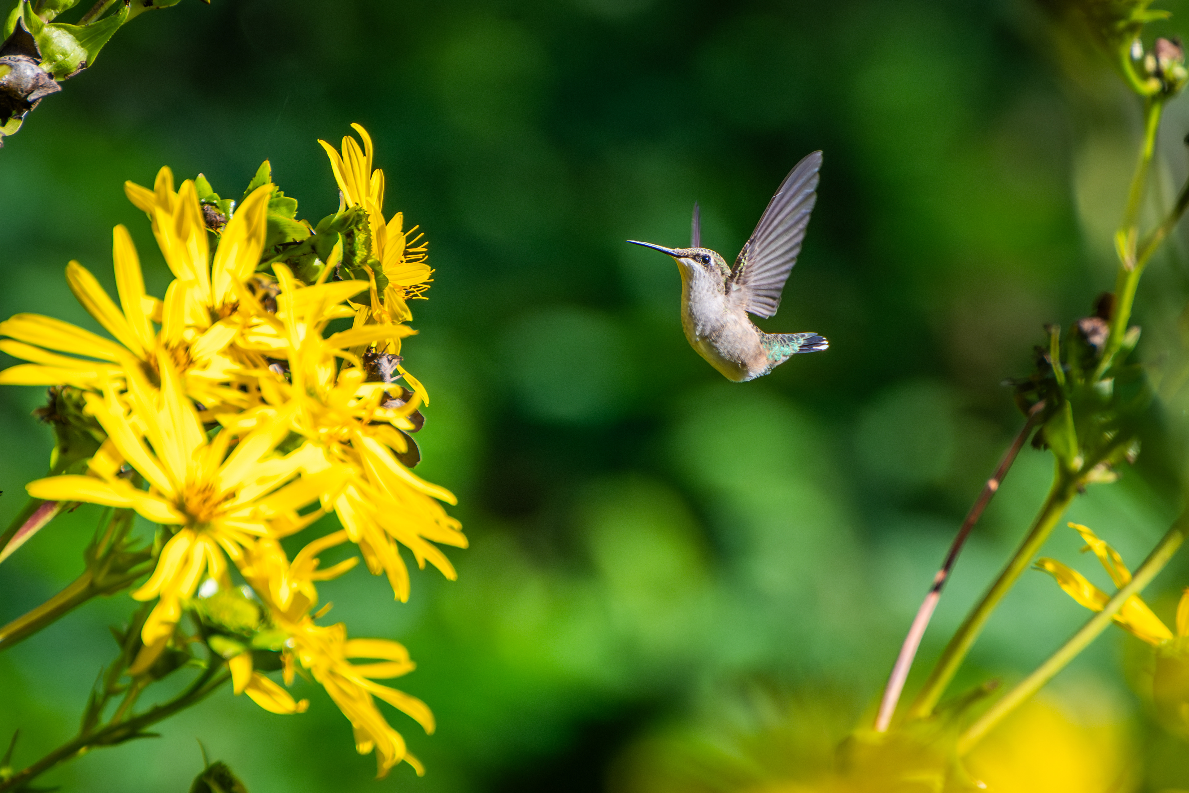 Ruby-throated Hummingbird