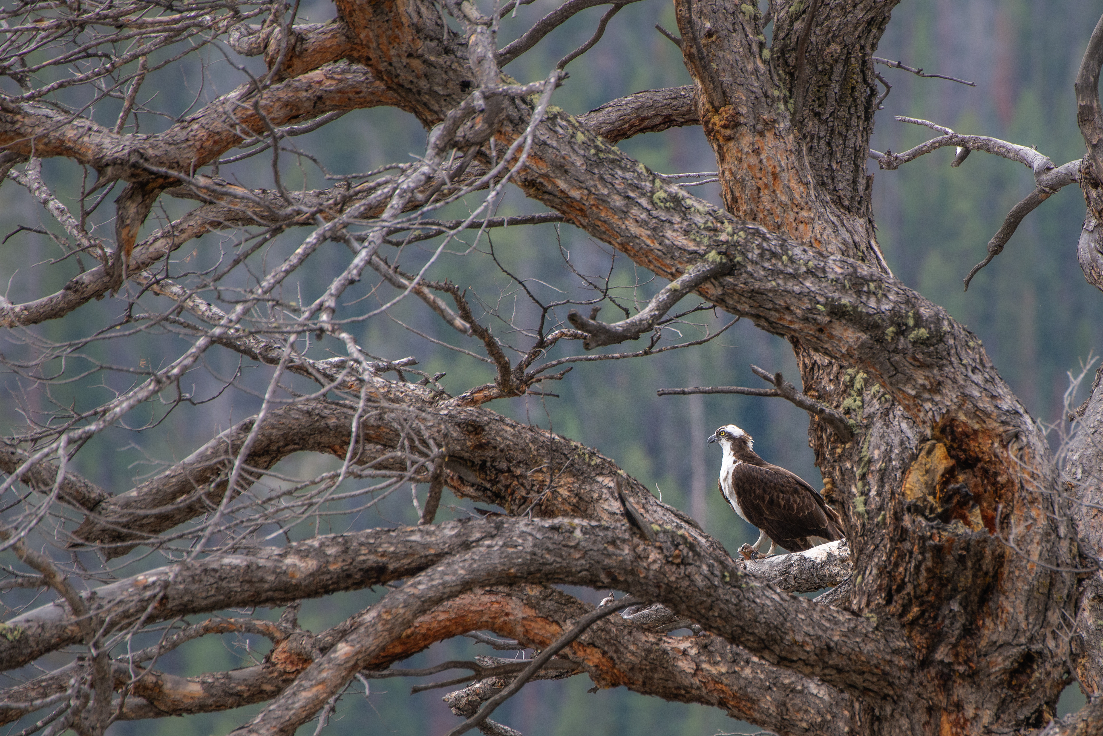 Osprey