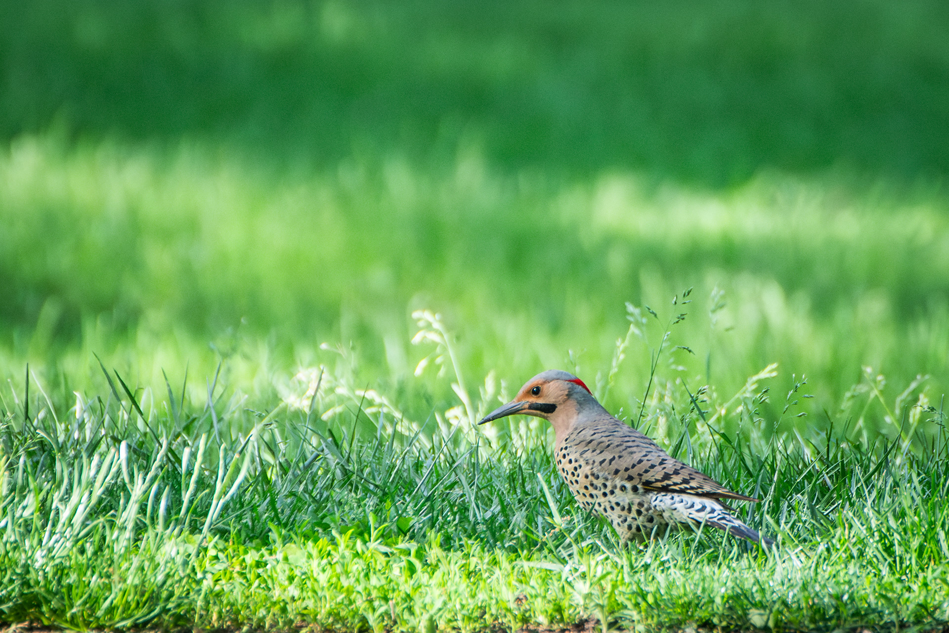 Northern Flicker