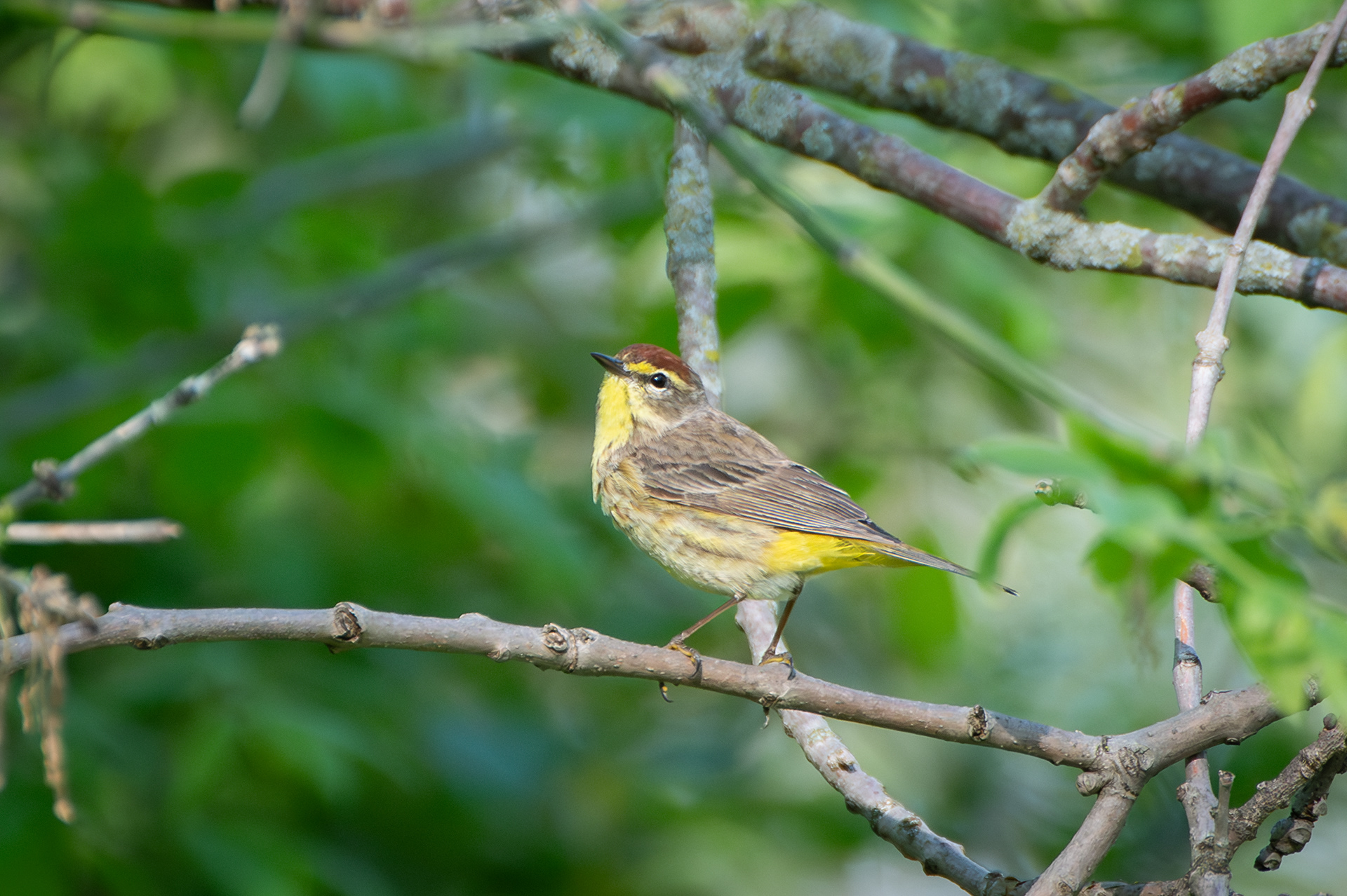 Palm Warbler