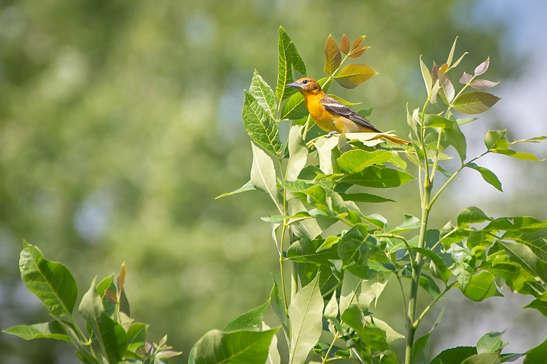 Baltimore Oriole