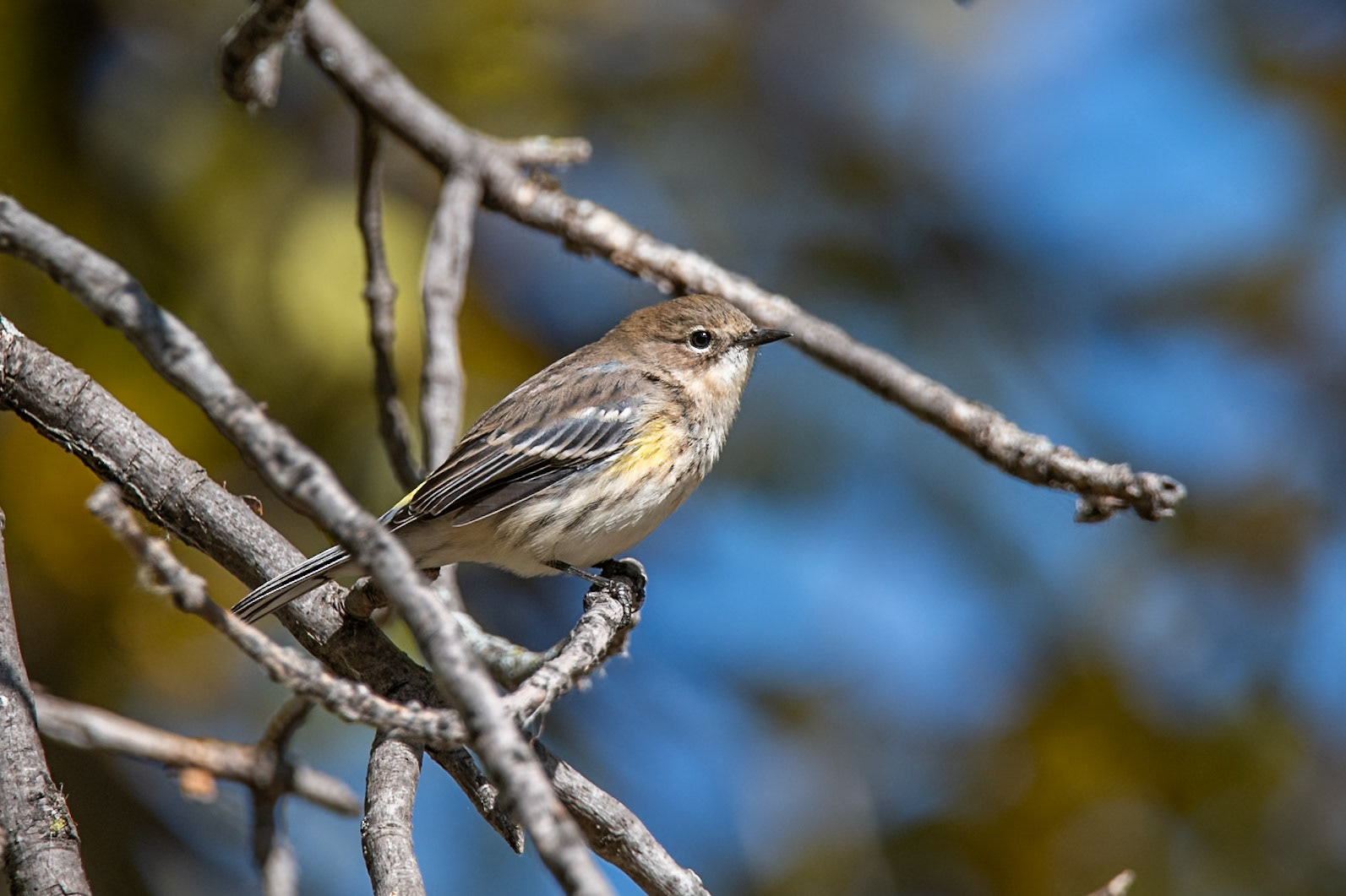 Yellow Rumped Warbler