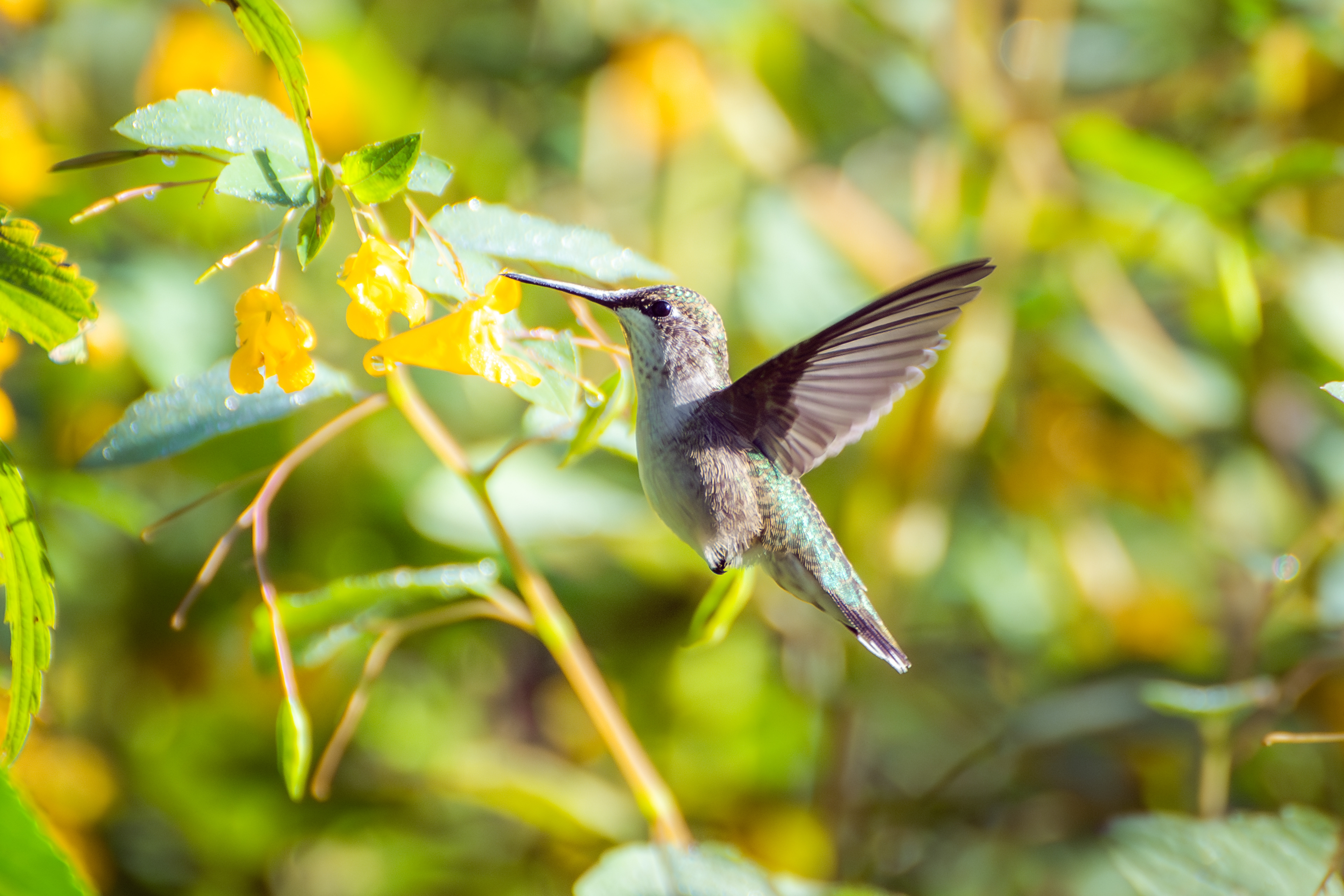 Ruby-throated Hummingbird