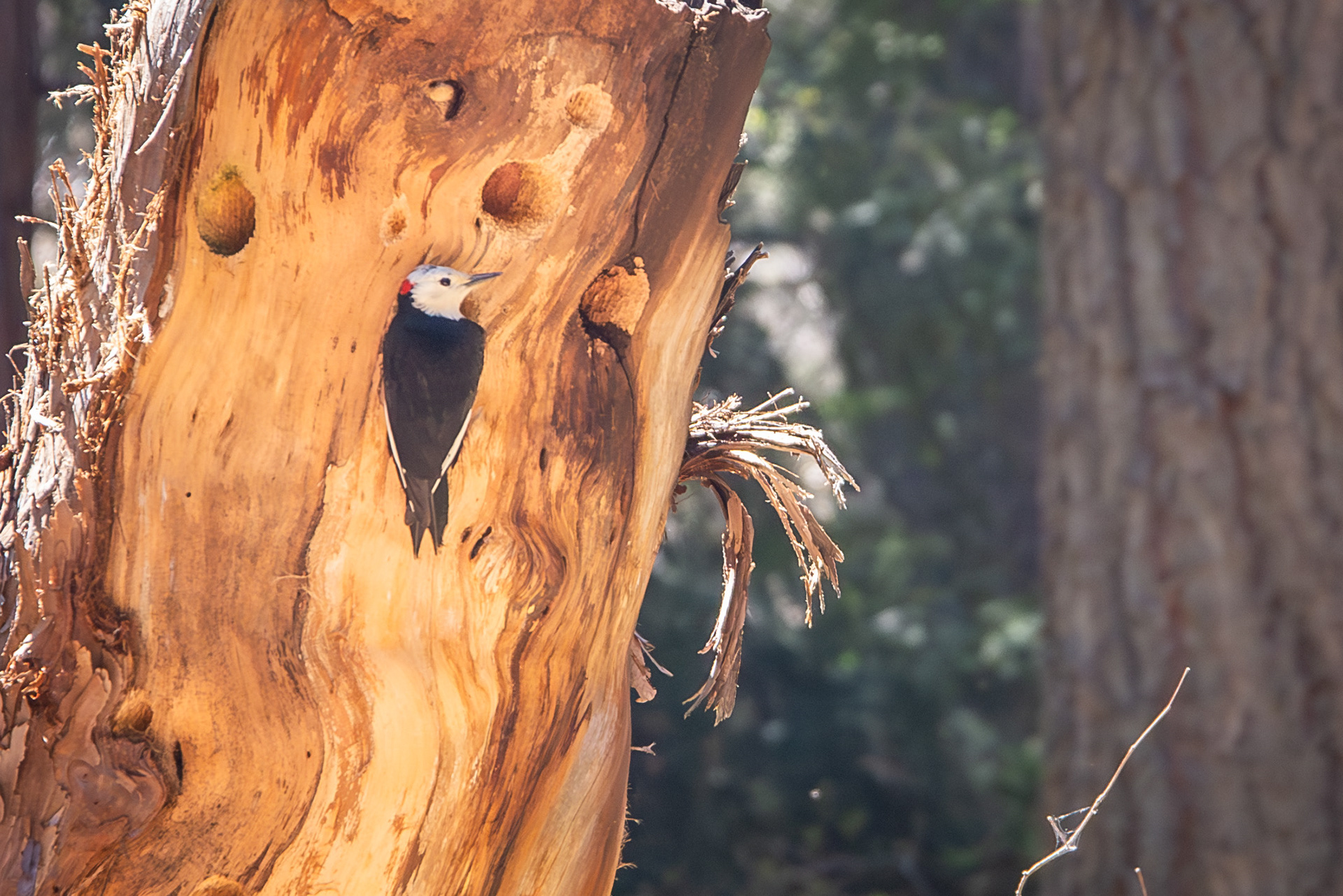 White Headed Woodpecker