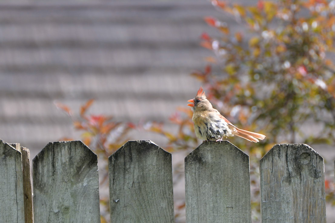 Northern Cardinal