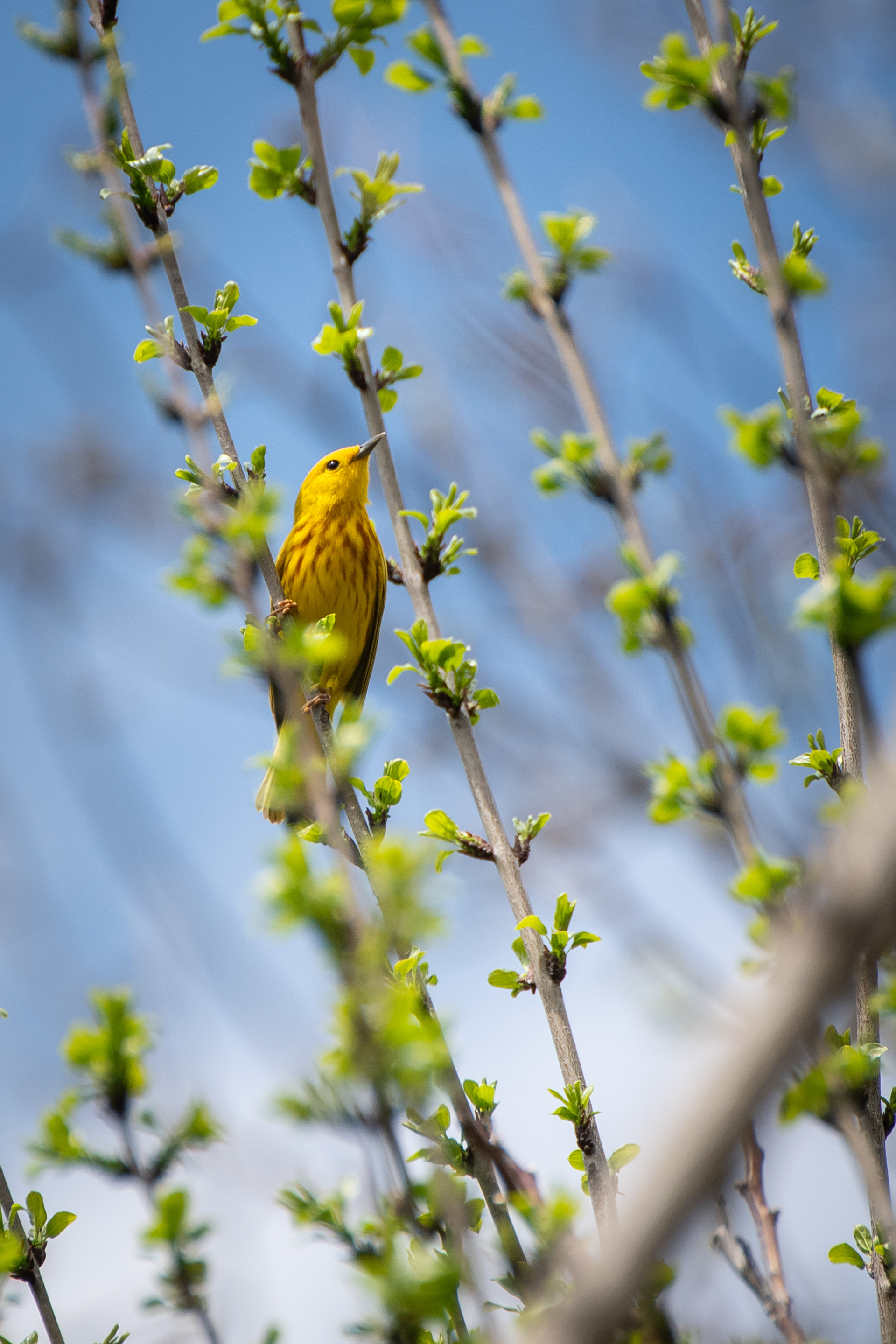 Yellow Warbler
