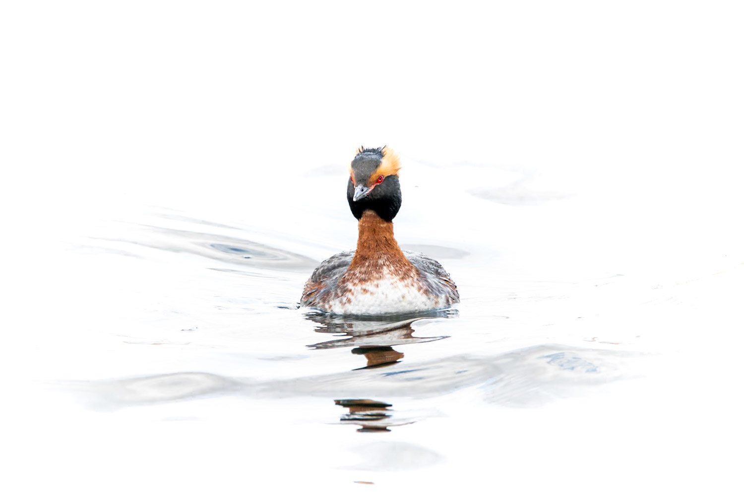 Horned Grebe