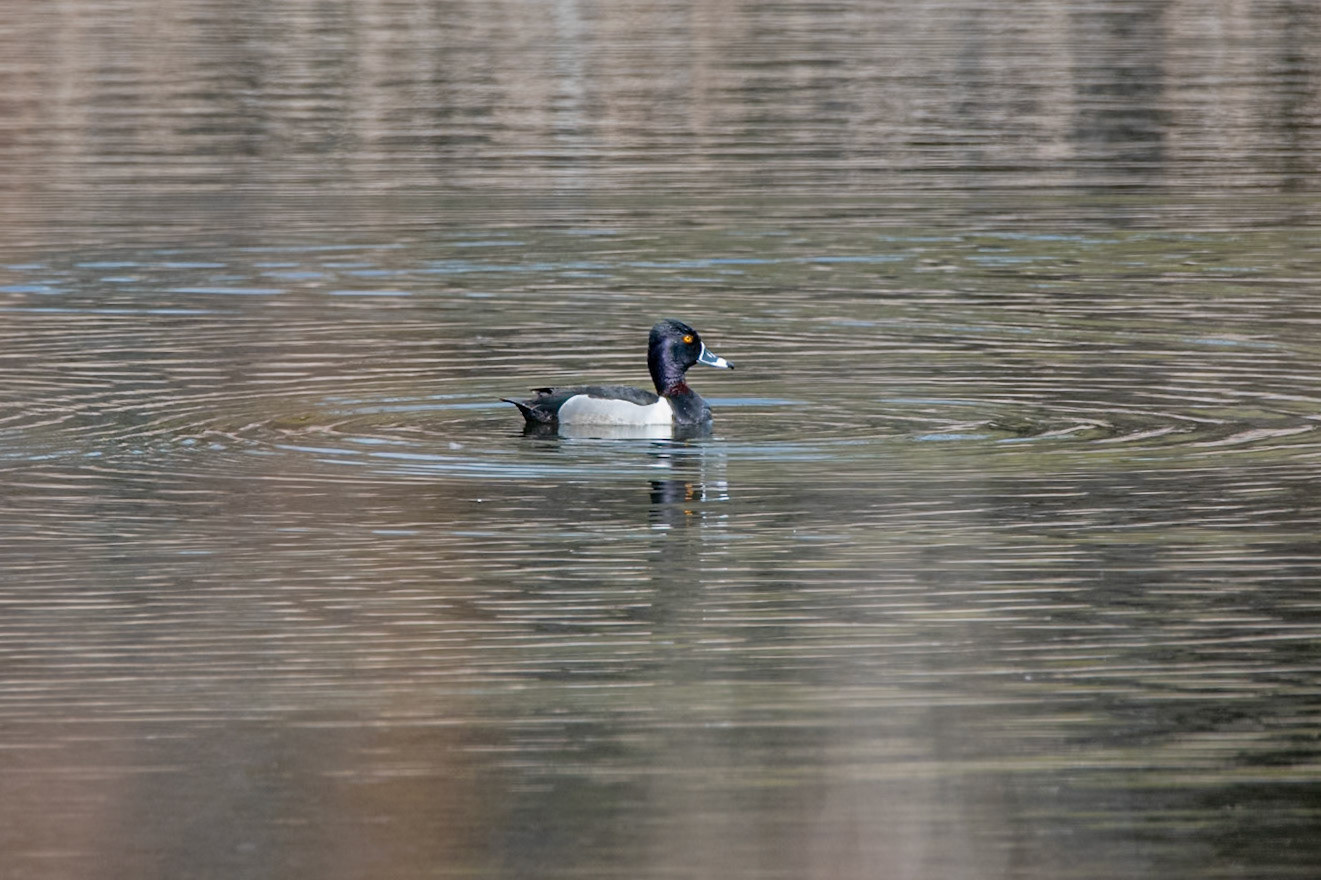 Ring Necked Duck