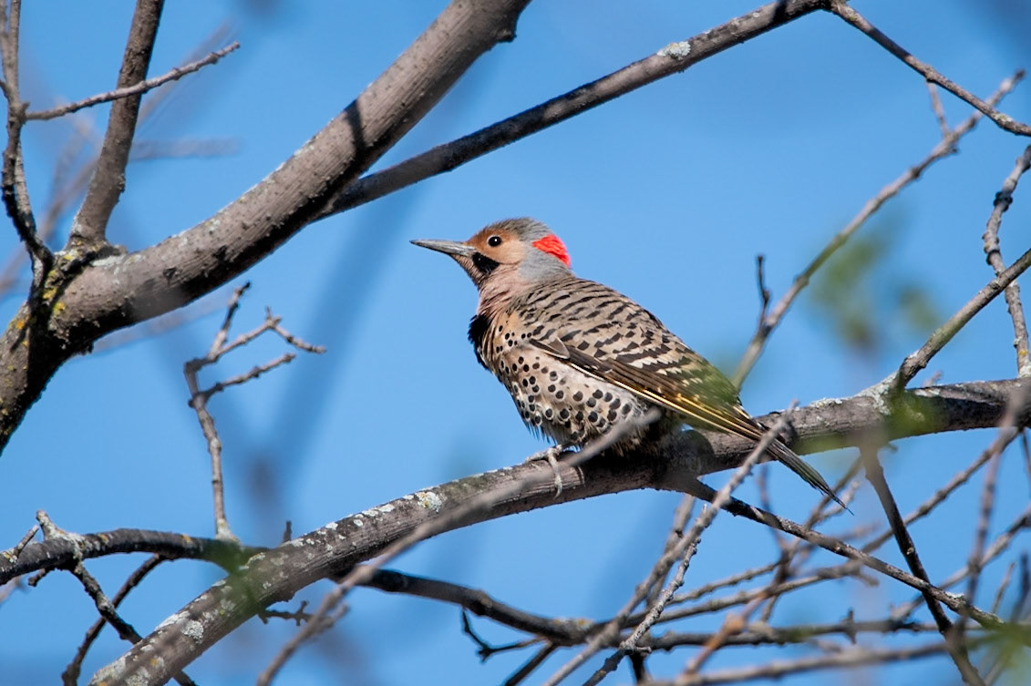 Northern Flicker