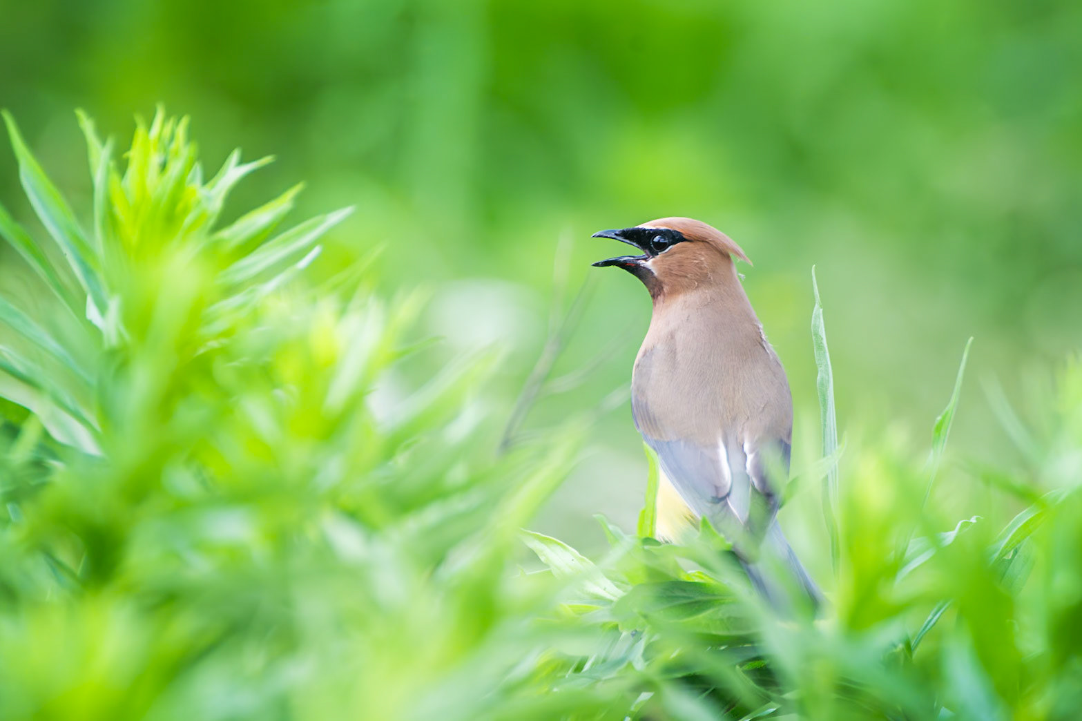 Cedar Waxwing