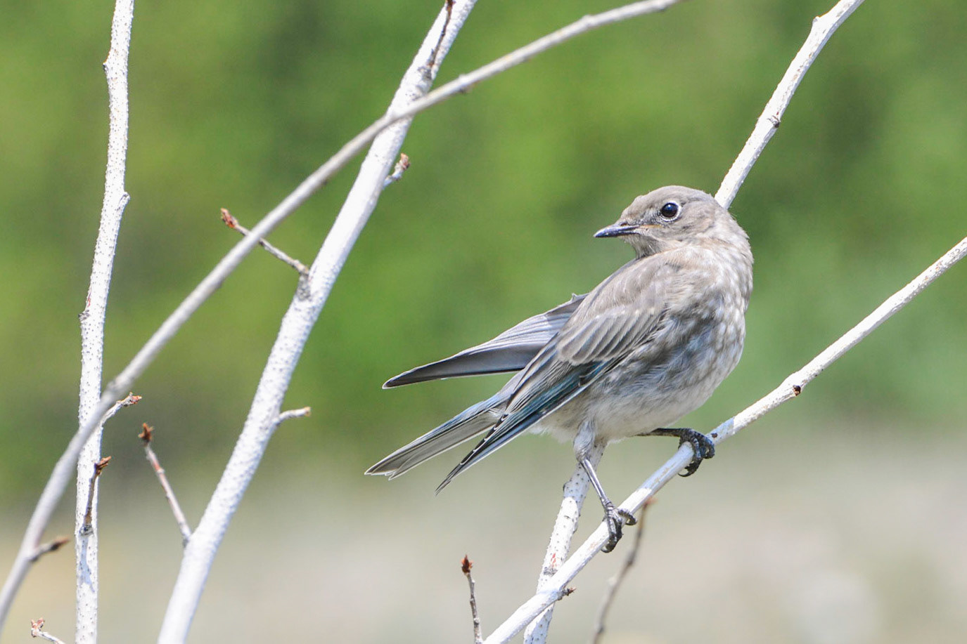 Mountain Bluebird