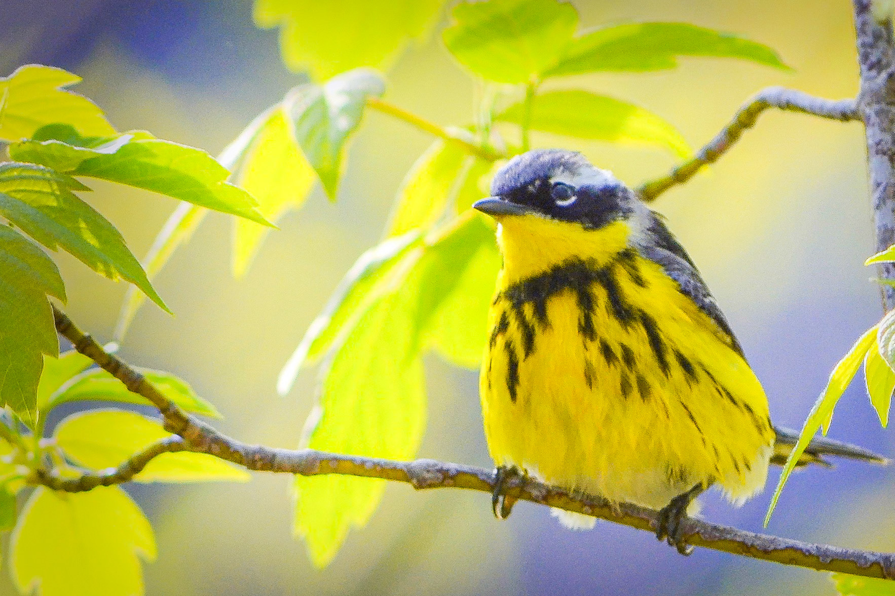 Magnolia Warbler