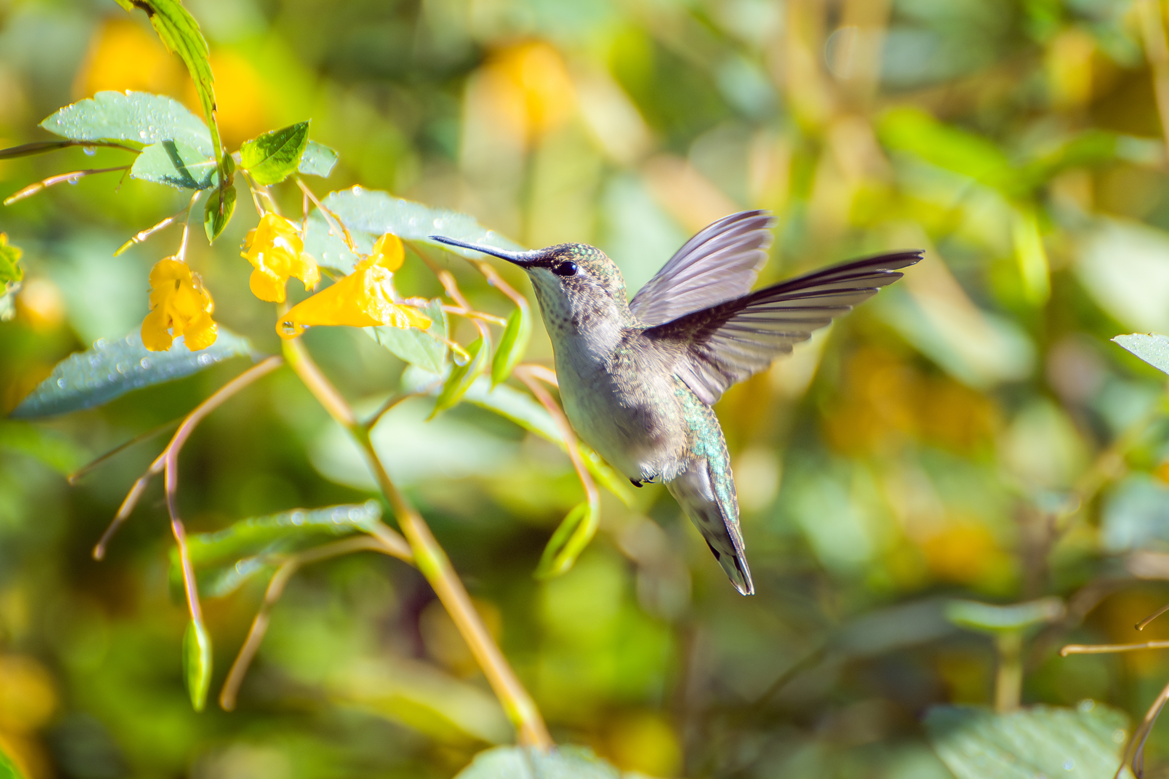 Ruby-throated Hummingbird