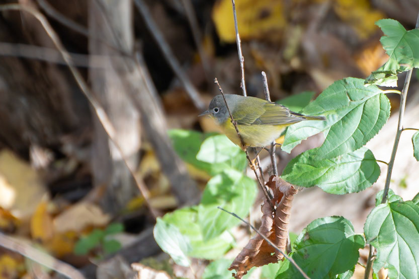 Nashville Warbler