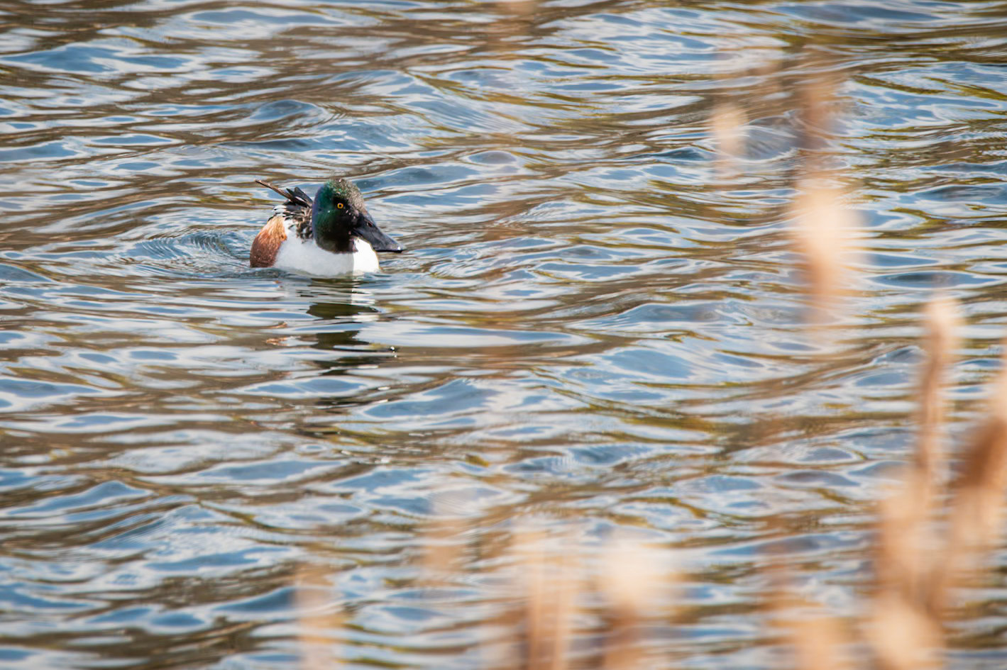 Northern Shoveler