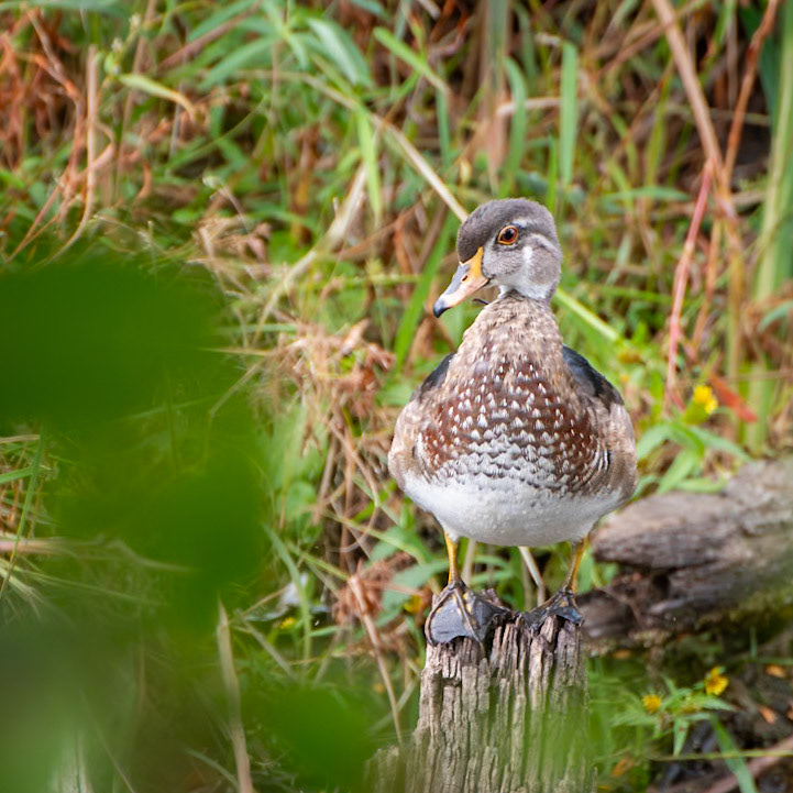 Wood Duck