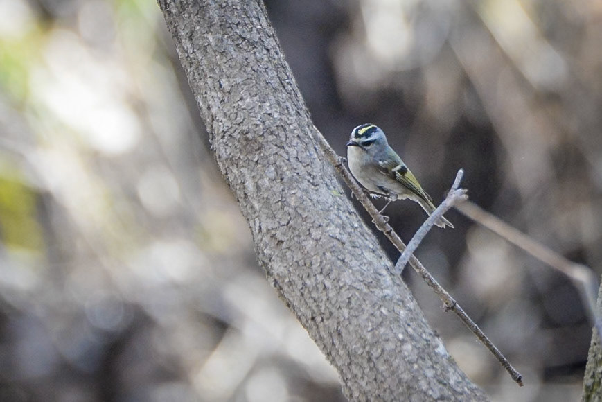 Golden Crowned Kinglet