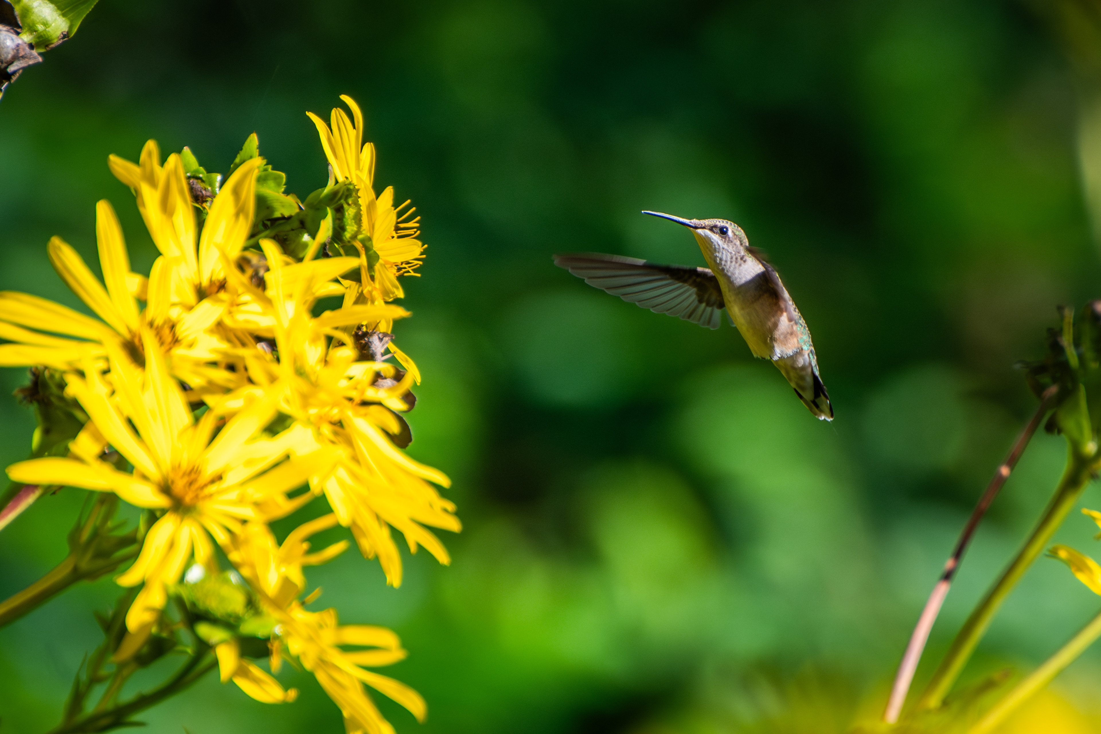 Ruby-throated Hummingbird