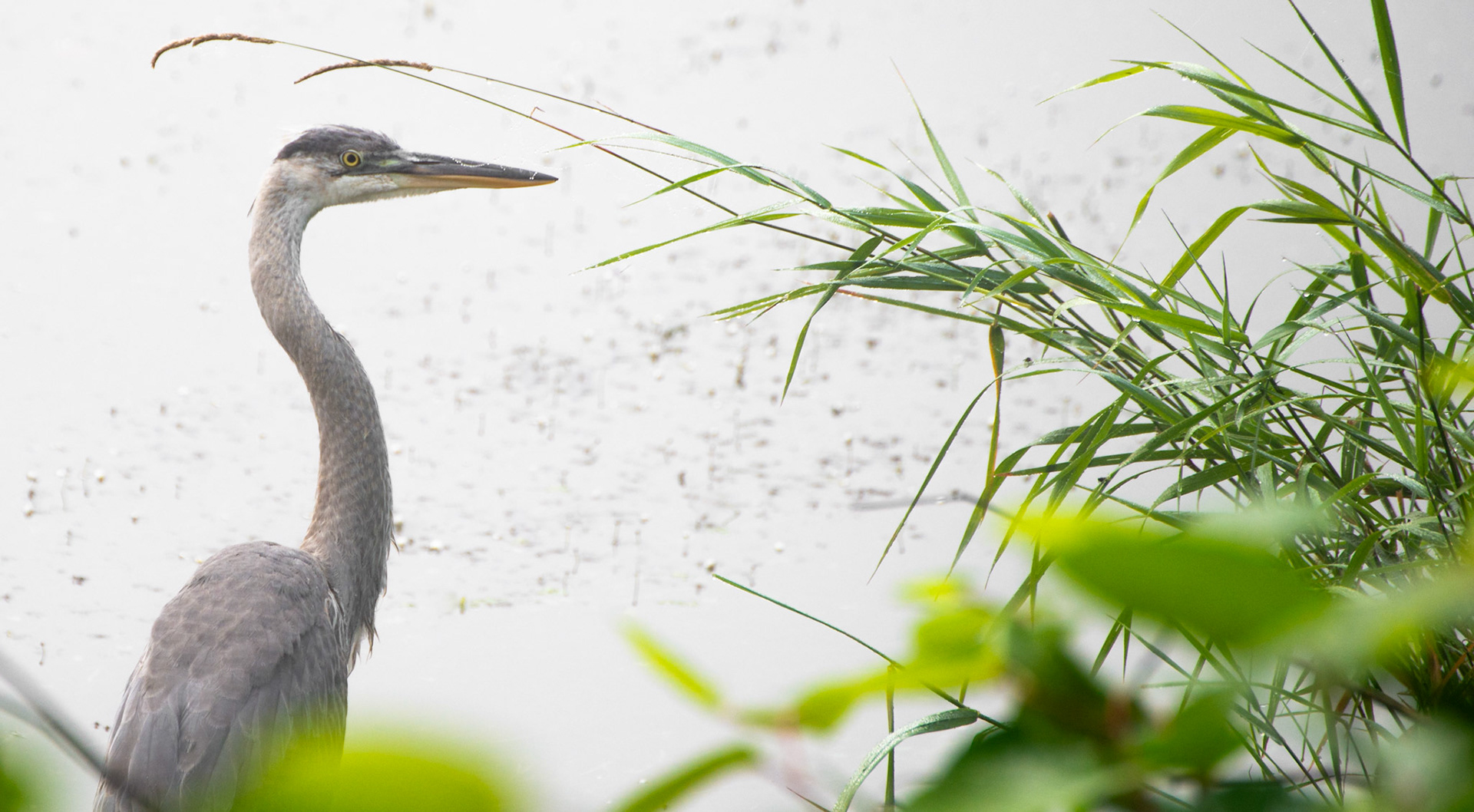 Great Blue Heron